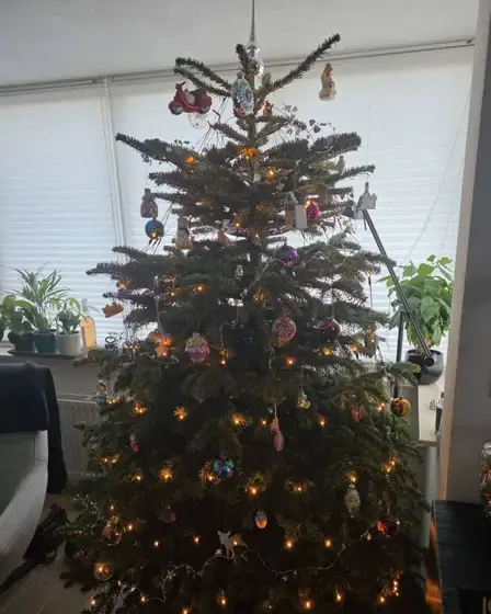 Versierde kerstboom voor een raam met planten